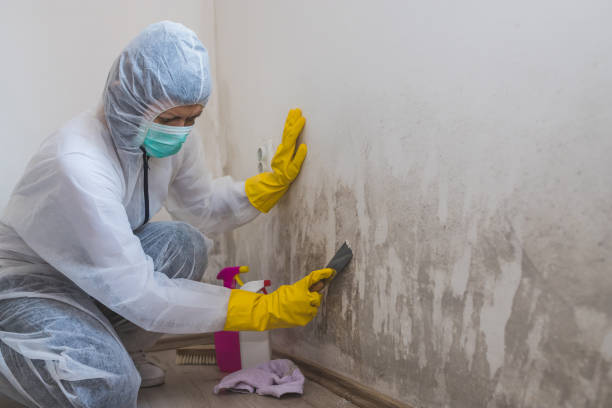 Best Post-Flood Mold Remediation in Beebe, AR