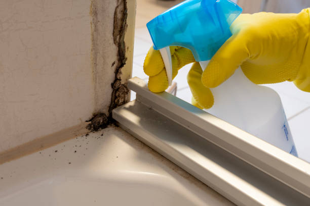 Best Health and Safety Mold Remediation in Beebe, AR