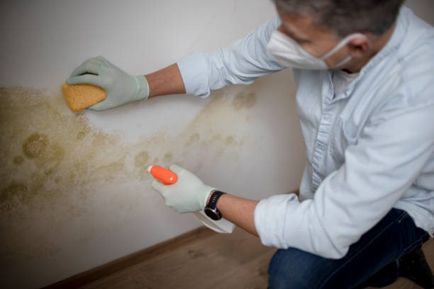 Best Localized Mold Remediation (e.g., coastal areas, humid climates) in Beebe, AR