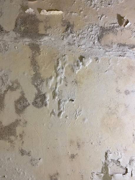 Best Residential Mold Remediation in Beebe, AR