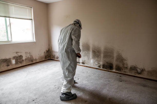 Best Emergency Mold Remediation in Beebe, AR