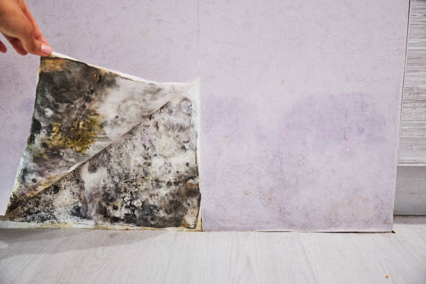 Best Health and Safety Mold Remediation in Beebe, AR